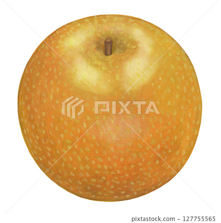 Pears illustration 127755565