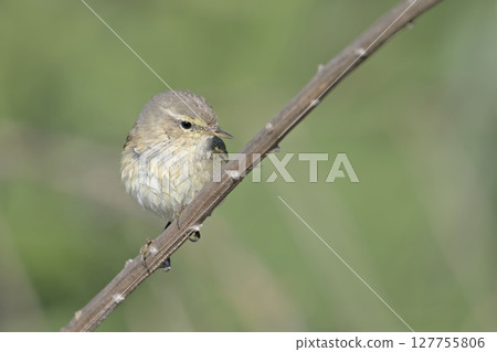 Eastern Bonelli's Warbler (Phylloscopus orientalis), Greece 127755806