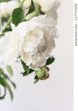 bloom flower peonies bloom flower peonies 127755809
