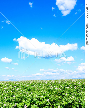A refreshing Hokkaido-like scene with blue skies and blooming potato flowers A refreshing Hokkaido-like scene with blue skies and blooming potato flowers 127755814