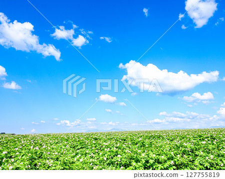 A refreshing Hokkaido-like scene with blue skies and blooming potato flowers 127755819