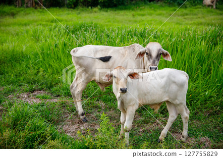 Two white cows standing in grassy field with green vegetation in background 127755829