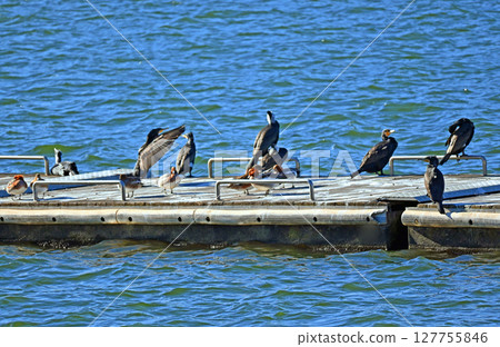 A flock of great cormorants and ducks on the pier A flock of great cormorants and ducks on the pier 127755846