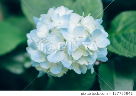 初夏溫柔綻放的繡球花｜帶來清涼感的淡藍色 127755941