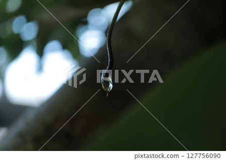 Macro photography at the botanical garden 127756090