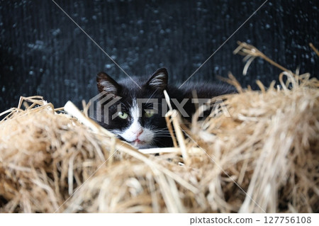 A brown-and-white cat relaxing on straw 127756108