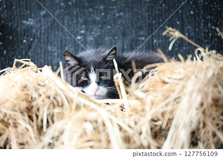 A brown-and-white cat relaxing on straw 127756109