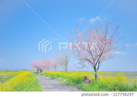 Cherry blossom trees and rapeseed fields in full bloom in spring (Mamata Omoigawa, Oyama City, Tochigi Prefecture) Cherry blossom trees and rapeseed fields in full bloom in spring (Mamata Omoigawa, Oyama City, Tochigi Prefecture) 127756297
