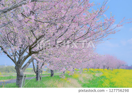 Cherry blossom trees and rapeseed fields in full bloom in spring (Mamata Omoigawa, Oyama City, Tochigi Prefecture) Cherry blossom trees and rapeseed fields in full bloom in spring (Mamata Omoigawa, Oyama City, Tochigi Prefecture) 127756298