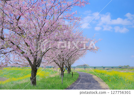 Cherry blossom trees and rapeseed fields in full bloom in spring (Mamata Omoigawa, Oyama City, Tochigi Prefecture) 127756301