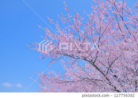 Spring is in full bloom, and the scenery is colorful with the Omoigawa cherry blossoms in full bloom. 127756382