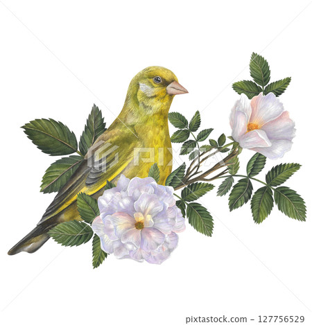Greenfinch on a branch of rose hips with white flowers and leaves. Watercolor composition isolated on a transparent background. Hand drawn. For design templates, posters, postcards 127756529