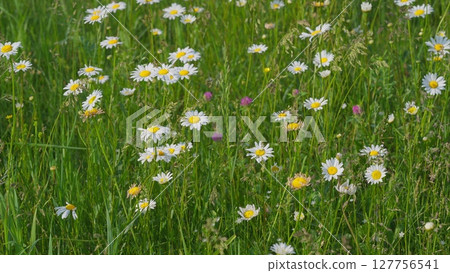 A Beautiful Wildflower Meadow in Full Bloom, showcasing stunning colors and enchanting scenery, A Beautiful Wildflower Meadow in Full Bloom, showcasing stunning colors and enchanting scenery, 127756541