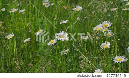 A stunning and vibrant field of daisies is in full bloom, showcasing natures beauty 127756549