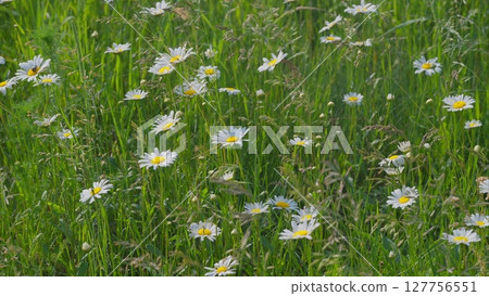 A Beautiful Daisy Field in Full Bloom on a Perfectly Sunny Day Filled With Warmth and Light 127756551