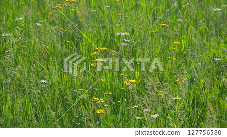 A Vibrant Wildflower Meadow Uniquely in Full Bloom and Radiating Natural Beauty and Colors 127756580