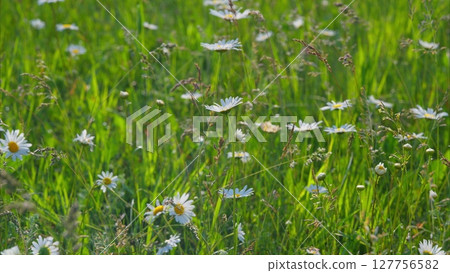 A Lush and Vibrant Wildflower Field, Beautifully Bathed in Glorious Sunshine and Natures Richness A Lush and Vibrant Wildflower Field, Beautifully Bathed in Glorious Sunshine and Natures Richness 127756582