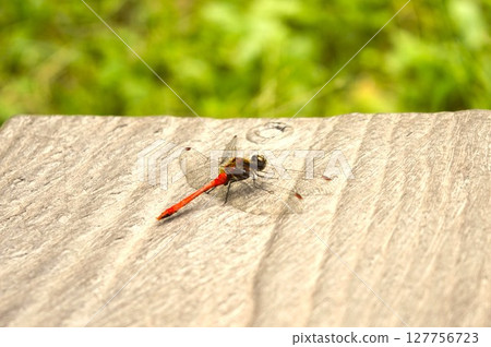 A red dragonfly resting on a bench Nagano Prefecture 2 127756723