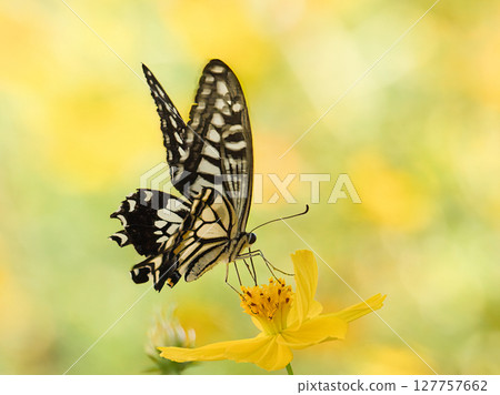 Swallowtail蝴蝶被困在花叢中 Swallowtail蝴蝶被困在花叢中 127757662