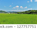 Summer blue sky and rice fields 127757751