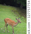 Nara deer 127757754