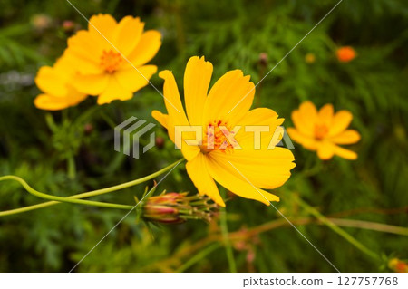 Yellow Cosmos Nagano Prefecture 3 Yellow Cosmos Nagano Prefecture 3 127757768