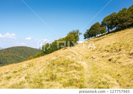 beech forest on the hill with yellow grass. path through hillside on sunny day in early autumn. beautiful landscape in carpathian mountains under blue sky beech forest on the hill with yellow grass. path through hillside on sunny day in early autumn. beautiful landscape in carpathian mountains under blue sky 127757985