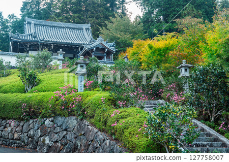 禪寶寺本殿的秋菊 127758007