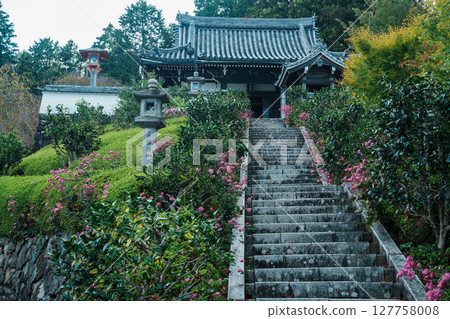 Autumn chrysanthemums at the inner sanctuary of Zenbouji Temple 127758008