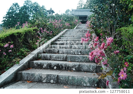 Autumn chrysanthemums at the inner sanctuary of Zenbouji Temple 127758011