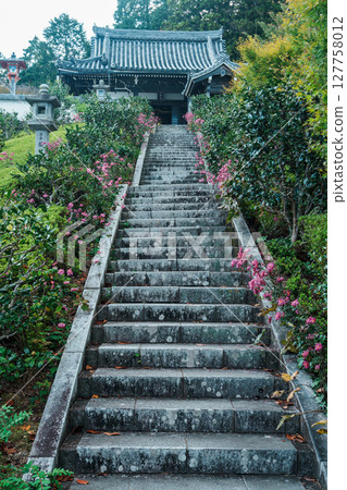 禪寶寺本殿的秋菊 127758012