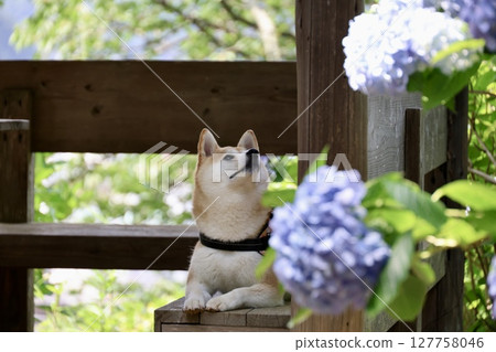 Shiba Inu看著 Shiba Inu看著 127758046
