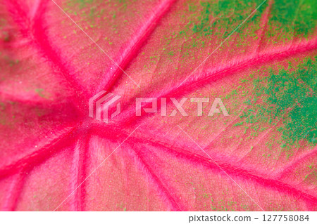Red and green caladium leaf closeup showing vivid veins and texture Red and green caladium leaf closeup showing vivid veins and texture 127758084