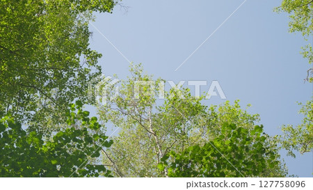 A Lush, Vibrant Green Canopy Stands Out Boldly Against a Radiantly Clear Blue Sky Above A Lush, Vibrant Green Canopy Stands Out Boldly Against a Radiantly Clear Blue Sky Above 127758096
