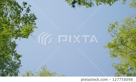 A clear sky framed by lush green foliage creates a picturesque scene around you A clear sky framed by lush green foliage creates a picturesque scene around you 127758098