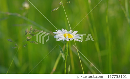 A Stunningly Beautiful Daisy Flower Rising High Amidst the Lush Green Grass All Around It A Stunningly Beautiful Daisy Flower Rising High Amidst the Lush Green Grass All Around It 127758101