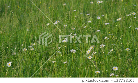 A Serene and Peaceful Meadow with Vibrant, Colorful Daisies Under Bright, Glorious Sunlight 127758105