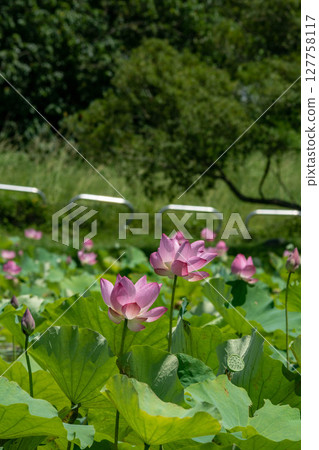 Lotus Lotus 127758117