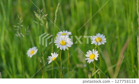 Charming White Daisies Flourishing Beautifully in Lush Green Grass Under the Sunlight Charming White Daisies Flourishing Beautifully in Lush Green Grass Under the Sunlight 127758118