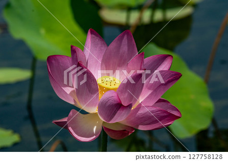 荷花 荷花 127758128
