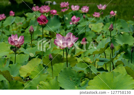  Lotus 127758130