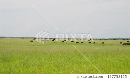 A picturesque and serene pastoral landscape features grazing cattle across green fields 127758155