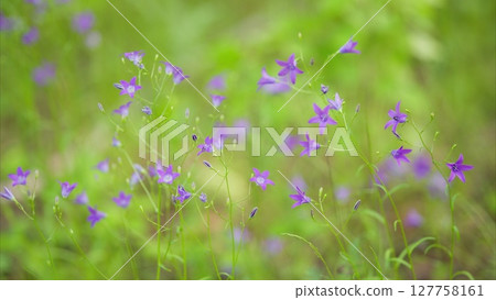 Vibrant and Beautiful Purple Wildflowers Blooming in a Lush Green Landscape Full of Life Vibrant and Beautiful Purple Wildflowers Blooming in a Lush Green Landscape Full of Life 127758161