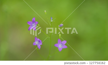 Delicate Purple Flowers That Bloom Gracefully Amidst Fresh Greenery in Natures Embrace Delicate Purple Flowers That Bloom Gracefully Amidst Fresh Greenery in Natures Embrace 127758162