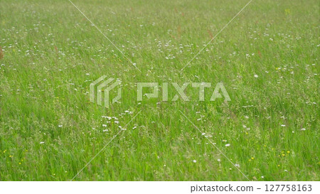 A picturesque landscape featuring a lush green field abundant with vibrant wildflowers A picturesque landscape featuring a lush green field abundant with vibrant wildflowers 127758163