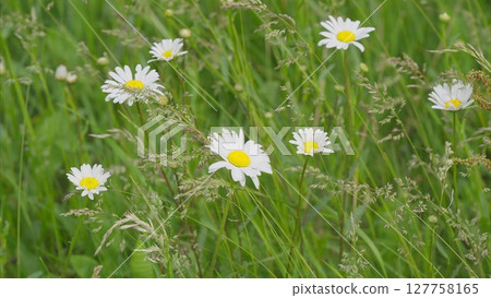 Stunning and Beautiful Wildflowers Blossoming in a Lush Green Field Captured in Natures Beauty Stunning and Beautiful Wildflowers Blossoming in a Lush Green Field Captured in Natures Beauty 127758165