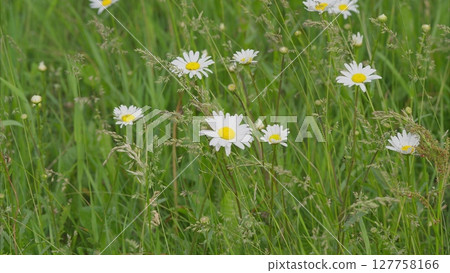 Stunningly Beautiful Wild Daisies Flourishing in a Lush Green Field of Natures Beauty Stunningly Beautiful Wild Daisies Flourishing in a Lush Green Field of Natures Beauty 127758166