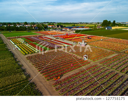 Aerial footage of a vibrant flower farm with colorful tulip rows, greenhouses, parking lots, and surrounding agricultural fields, set in a wide Dutch countryside landscape. Aerial footage of a vibrant flower farm with colorful tulip rows, greenhouses, parking lots, and surrounding agricultural fields, set in a wide Dutch countryside landscape. 127758175