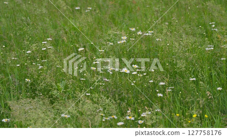 A Lush Wildflower Meadow is in Full Bloom and can be explored for its beauty and biodiversity 127758176