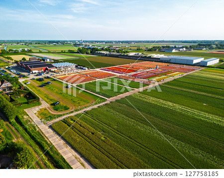 Aerial footage of a vibrant flower farm with colorful tulip rows, greenhouses, parking lots, and surrounding agricultural fields, set in a wide Dutch countryside landscape. Aerial footage of a vibrant flower farm with colorful tulip rows, greenhouses, parking lots, and surrounding agricultural fields, set in a wide Dutch countryside landscape. 127758185